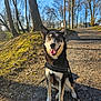 dog, canine, sitting, harness, leash, path, gravel, trees, park, outdoor, sunlight, nature, smiling, happy, pet, animal, daytime, blue_sky, bare_trees, walking