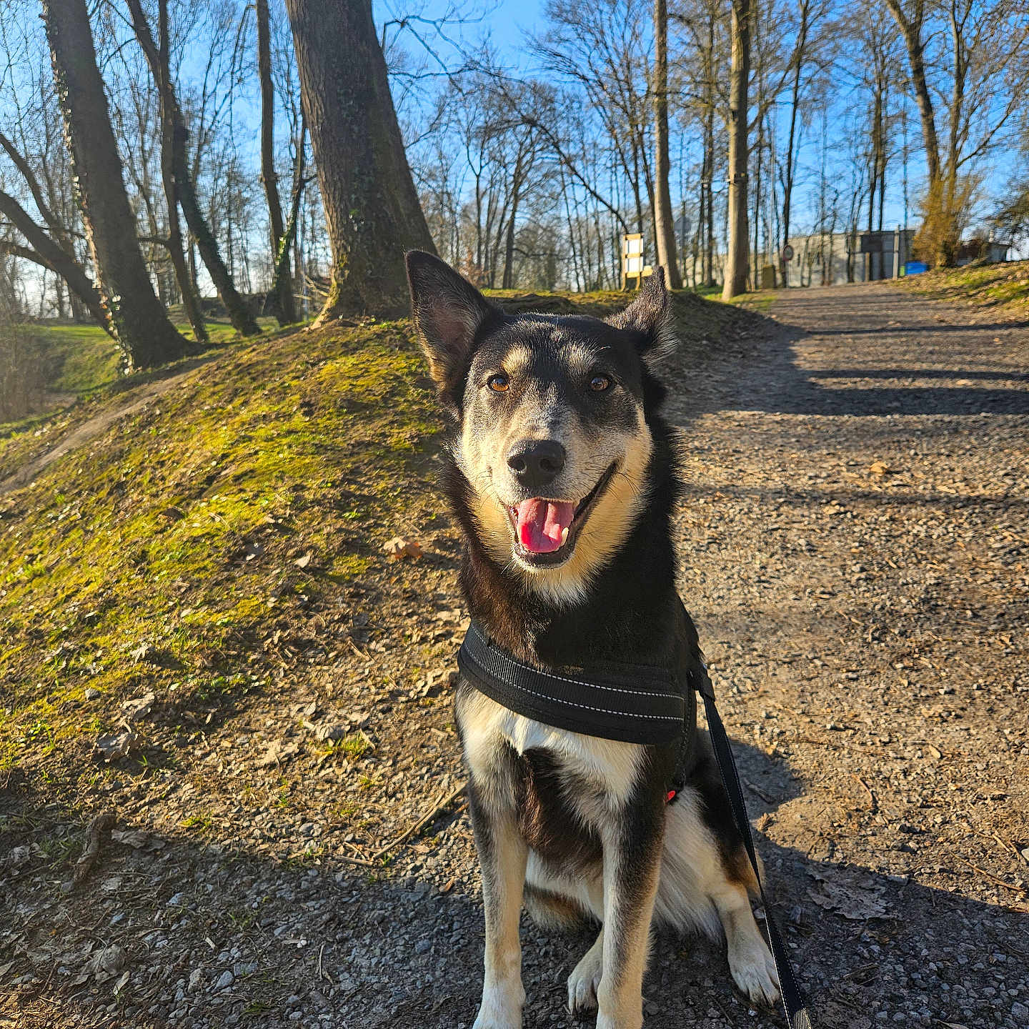 Nala a rejoint le concours — aidez-le/la à gagner de superbes lots ! animal, bare_trees, blue_sky, canine, daytime, dog, gravel, happy, harness, leash, nature, outdoor, park, path, pet, sitting, smiling, sunlight, trees, walking