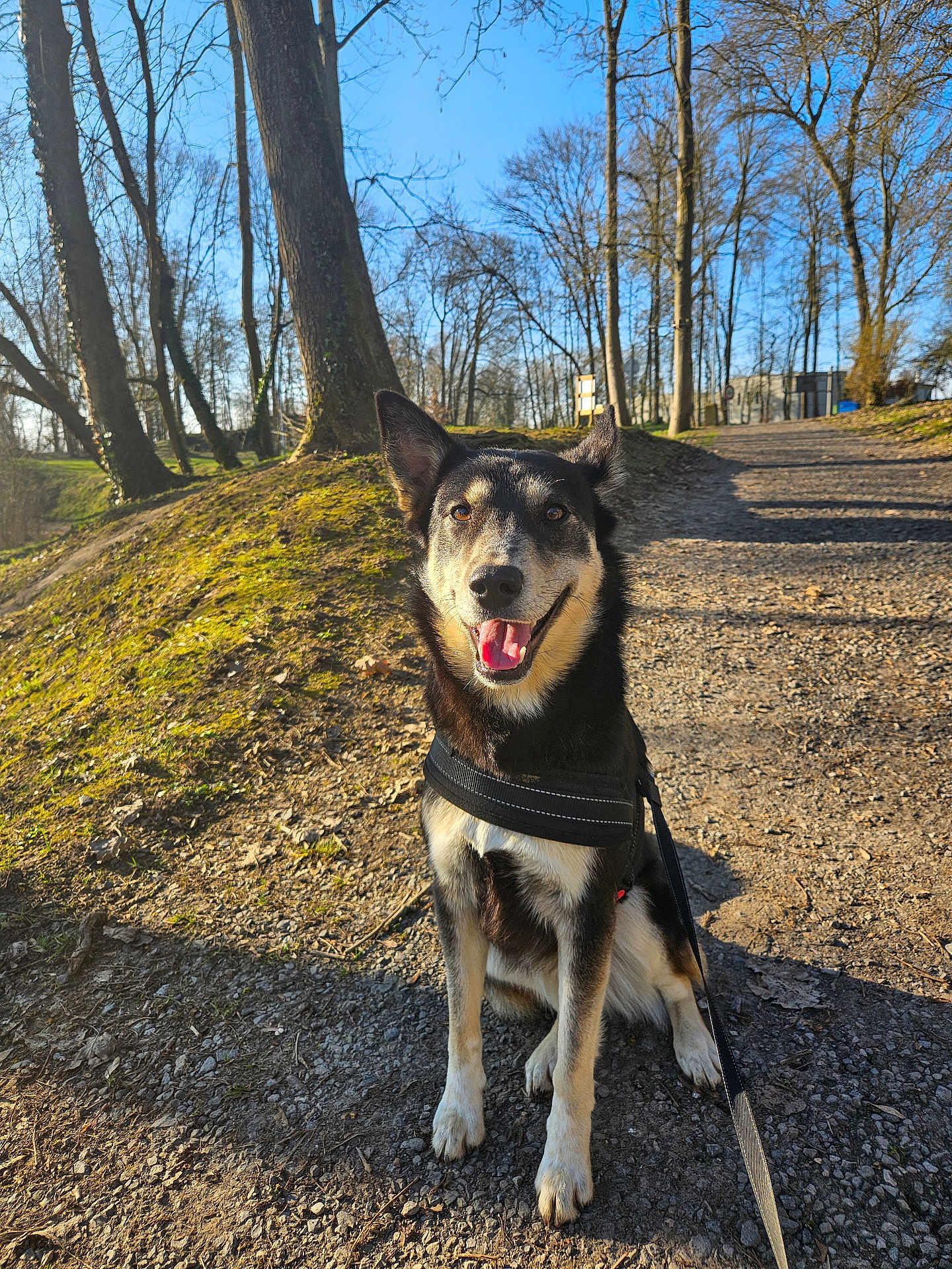 Nala a rejoint le concours — aidez-le/la à gagner de superbes lots ! dog, canine, sitting, harness, leash, path, gravel, trees, park, outdoor, sunlight, nature, smiling, happy, pet, animal, daytime, blue_sky, bare_trees, walking