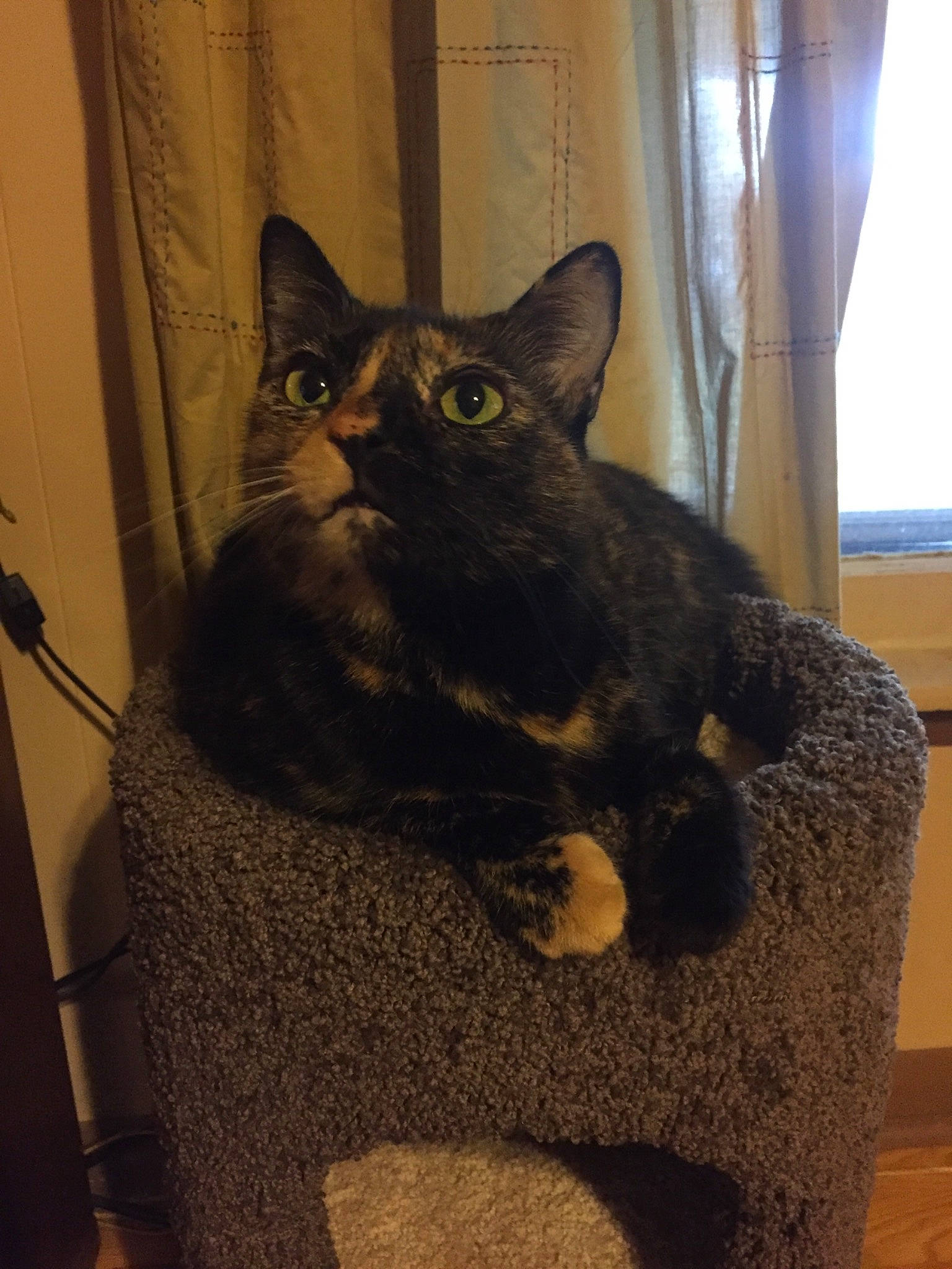 Precious Kitty Kitty joined the competition — help win amazing prizes! asian, black_cat, burmese, carnivore, cat, chartreux, domestic_short_haired_cat, european_shorthair, felidae, german_rex, korat, mammal, small_to_medium_sized_cats, vertebrate, whiskers