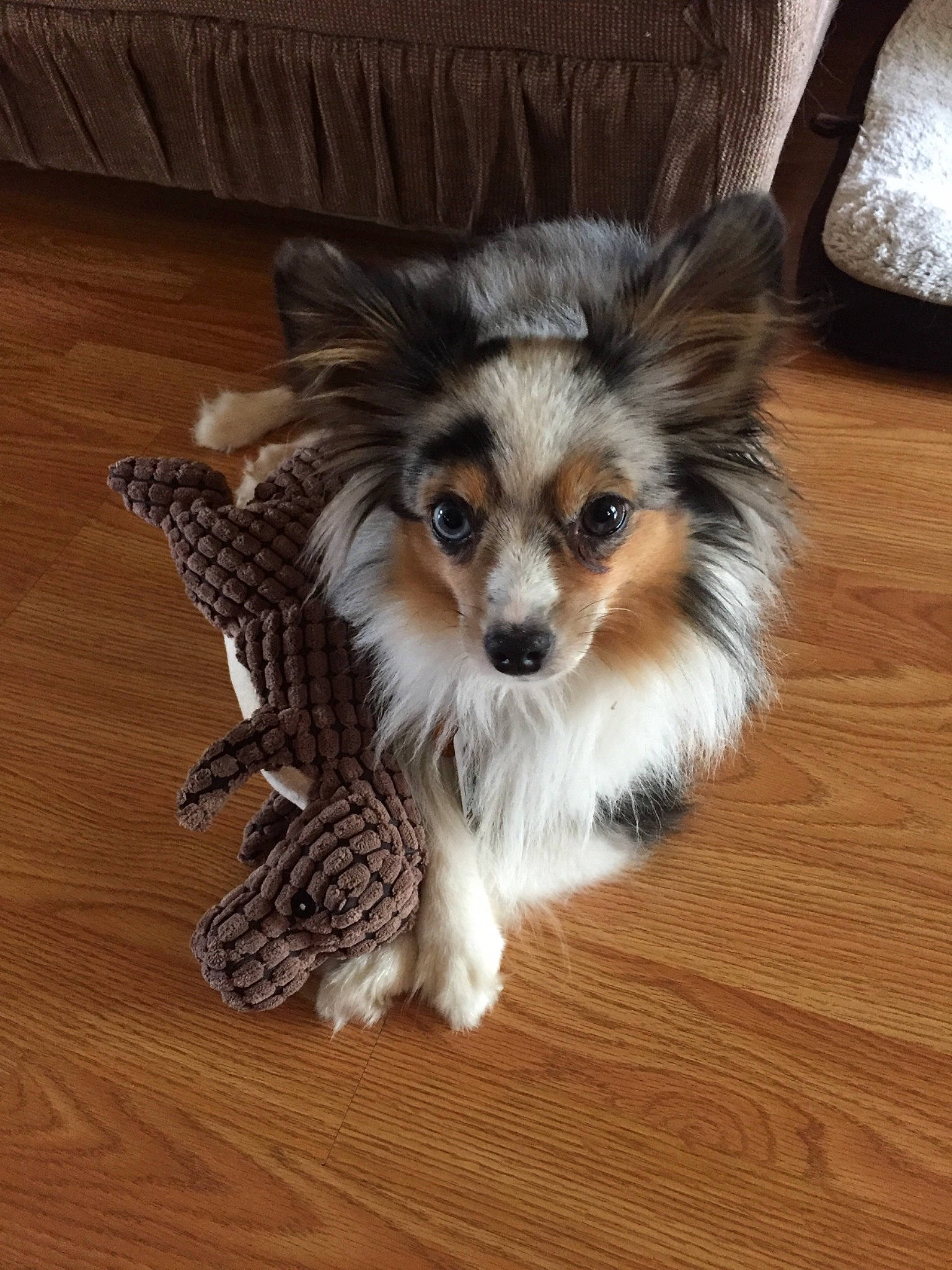 Screech joined the competition — help win amazing prizes! canidae, carnivore, companion_dog, dog, dog_breed, fur, mammal, papillon, puppy, shetland_sheepdog, snout, spaniel, sporting_group, toy_dog, vertebrate, whiskers