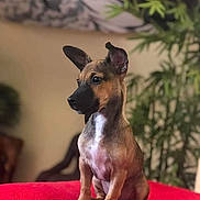 Nini participe au concours pour gagner de l'argent avec cette photo : alert, bokeh, brown_dog, closeup, cute, dog, domestic_animal, ears_up, home_interior, indoor, looking_away, pet, plant, portrait, puppy, red_blanket, shallow_depth_of_field, short_coat, sitting, small_dog