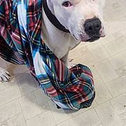 Train joined the competition — help win amazing prizes! animal, black_shoe, blanket, canine, close_up, collar, companion, cozy, dog, domestic, ears, expression, floor, indoor, looking_up, paws, pet, plaid, tile, white_dog