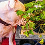 Train joined the competition — help win amazing prizes! black_pot, collar, curious, cushion, dog, flower, greenery, home_garden, indoor_plant, leaf, metal_table, pet, plant, pot, red_cushion, sniffing, table, white_flower, wooden_floor, yellow_flower