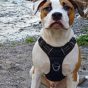 Amigo a rejoint le concours — aidez-le/la à gagner de superbes lots ! dog, canine, pet, sitting, harness, waterfront, lake, rocky_shore, pebbles, sand, portrait, brown_and_white, paws, snout, ears, outdoor, nature, closeup, attentive, d_ring