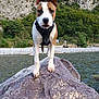 Amigo a rejoint le concours — aidez-le/la à gagner de superbes lots ! dog, canine, harness, rock, river, water, cliff, mountain, trees, green_foliage, paws, ears, brown_and_white_coat, standing, portrait, looking_at_camera, outdoors, pebble_shore, nature, adventure