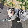Obama a rejoint le concours — aidez-le/la à gagner de superbes lots ! dog, australian_shepherd, merle_coat, leash, outdoor, pavement, greenery, stone_wall, sunlight, happy, pet, animal, walking, canine, fur, smiling, ears, nature, side_view, domestic_animal