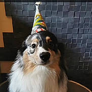 Obama participe au concours pour gagner de l'argent avec cette photo : dog, party_hat, portrait, fluffy, pet, celebration, animal, indoor, fur, canine, looking, cute, head, face, expression, wall, texture, brown, white, black