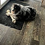 Obama participe au concours pour gagner de l'argent avec cette photo : dog, bone, mat, wooden_floor, indoor, pet, fur, black_and_white, toy, flooring, door, light, cozy, relaxed, animal, companion, home, laying_down, domestic, cute