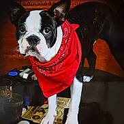 Cappin is registered to the contest to win money with this photo: boston_terrier, dog, red_bandana, pet, animal, indoor, table, poker_chips, playing_cards, glass, black_and_white, close_up, looking, standing, cute, companion, domestic_animal, face, ears, fur