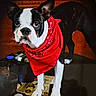 boston_terrier, dog, red_bandana, pet, animal, indoor, table, poker_chips, playing_cards, glass, black_and_white, close_up, looking, standing, cute, companion, domestic_animal, face, ears, fur