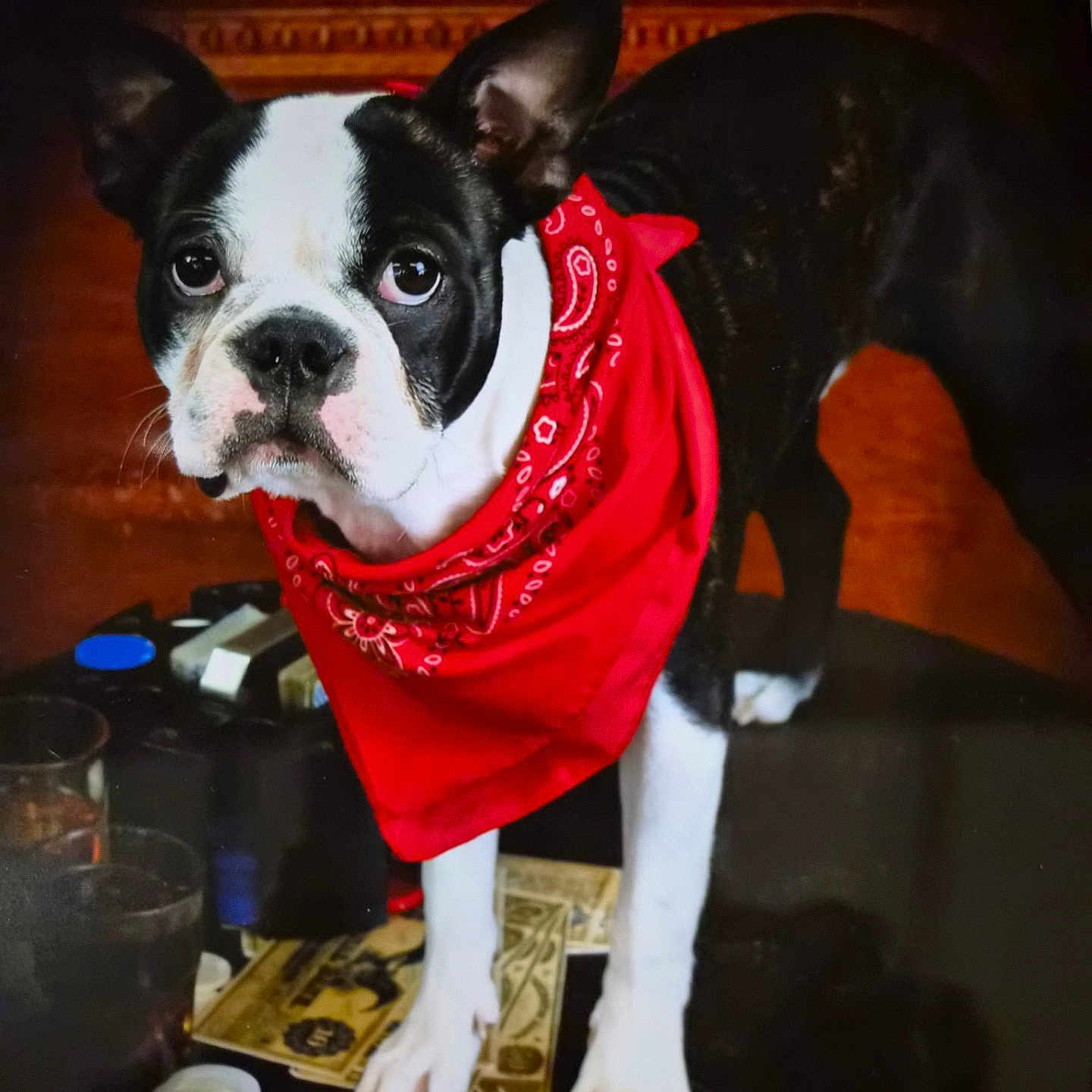 Cappin is registered to the contest to win money with this photo: boston_terrier, dog, red_bandana, pet, animal, indoor, table, poker_chips, playing_cards, glass, black_and_white, close_up, looking, standing, cute, companion, domestic_animal, face, ears, fur