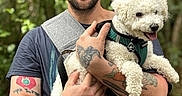 Bud is registered to the contest to win money with this photo: arm_tattoo, cap, curly_fur, daylight, dog, forest, greenery, happy, harness, holding, leash, man, nature, outdoor, pet, portrait, smile, tattoo, tshirt, white_dog