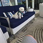 Bud joined the competition — help win amazing prizes! casual, cushion, dog, floor, glass_door, happy, harness, home, human_knee, modern_furniture, outdoor, patio, pet, pillow, relaxation, rug, sofa, sunny_day, tongue_out, white_dog