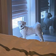 Bud is registered to the contest to win money with this photo: dog, white_dog, curly_fur, reflection, glass_door, window, blinds, indoor, bed, blanket, floor, collar, pet, animal, fur, curious, standing, light, shadow, cozy