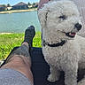 Bud is registered to the contest to win money with this photo: dog, white_dog, curly_fur, pet, happy, smiling, outdoor, lake, water, grass, tattoo, leg, sock, person, relaxing, sunny, nature, collar, closeup, summer