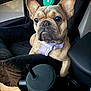 Blu is registered to the contest to win money with this photo: alert, animal, brown_dog, car_interior, car_seat, closeup, companion, cute, daylight, dog, dog_harness, french_bulldog, pet, portrait, seat_cover, sitting, straw, tumbler, vehicle, window