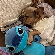 Blu joined the competition — help win amazing prizes! animal, blanket, comfort, couch, cozy, cute, dog, french_bulldog, fur, home, indoor, nap, pet, pillow, plush_toy, relaxing, sleeping, snuggling, soft, stuffed_animal