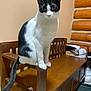 cat, black_and_white, indoor, wooden_bench, furniture, pet, animal, curious, sitting, tail, ears, whiskers, face, wood, home, cozy, domestic, feline, looking, closeup