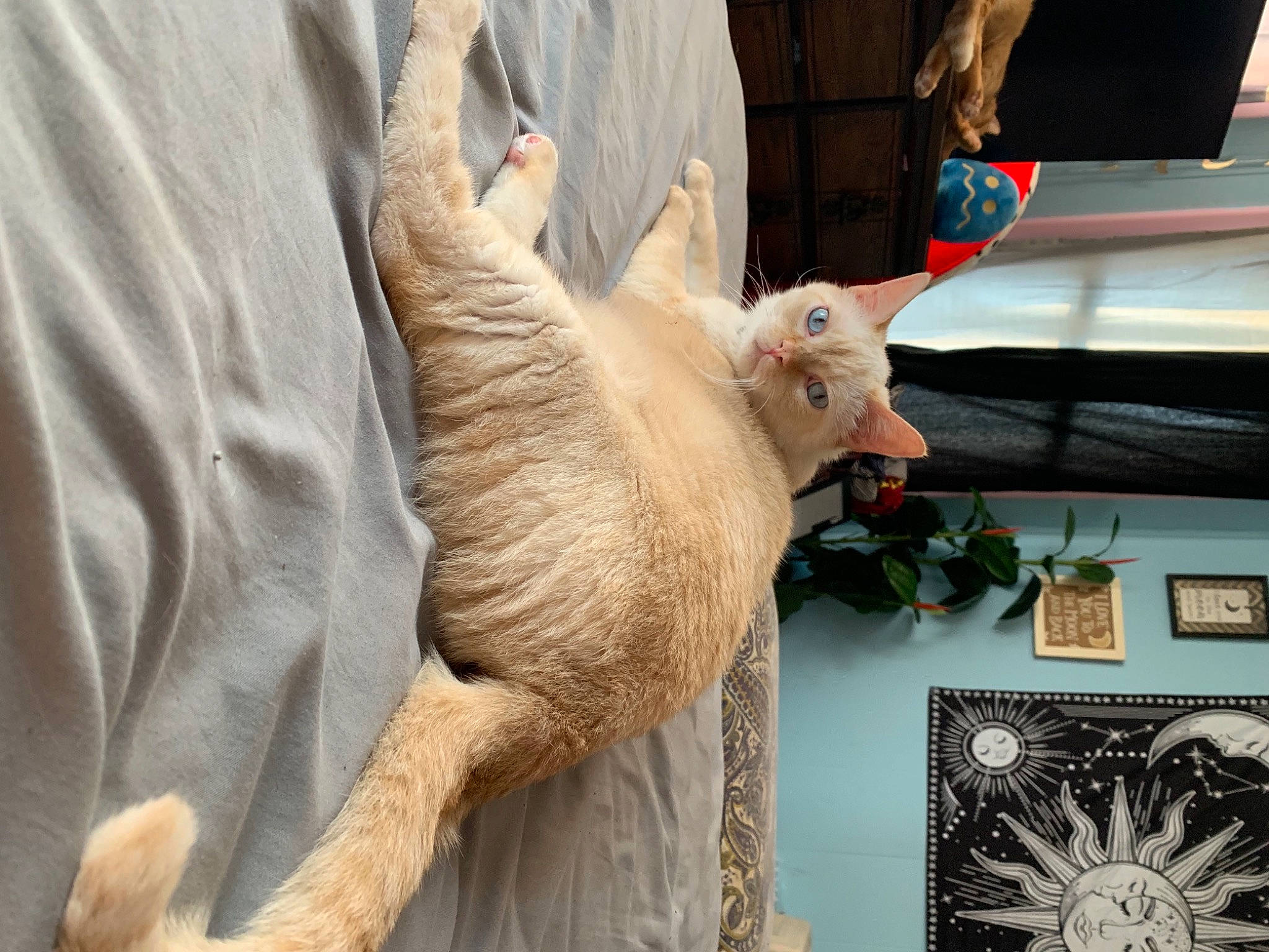 Gizmo is registered to the contest to win money with this photo: canidae, carnivore, cat, claw, cockatoo, comfort, domestic_short_haired_cat, fawn, felidae, fur, gesture, paw, picture_frame, plant, small_to_medium_sized_cats, snout, tail, whiskers, wood