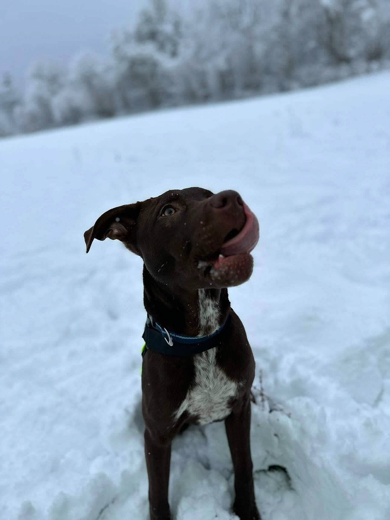 Thanos participe au concours pour gagner de l'argent avec cette photo : canidae, carnivore, collar, dog, dog_breed, dog_collar, fawn, freezing, fur, guard_dog, liver, pet_supply, pointing_breed, recreation, snout, snow, sporting_group, tree, winter, working_animal