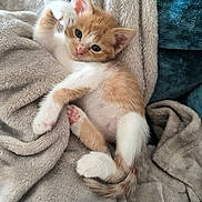 Zébulon participe au concours pour gagner de l'argent avec cette photo : kitten, cat, orange_and_white, fluffy_blanket, cozy, cute, pet, animal, sleepy, paw, fur, whiskers, small, indoor, relaxed, soft_texture, closeup, adorable, young, resting