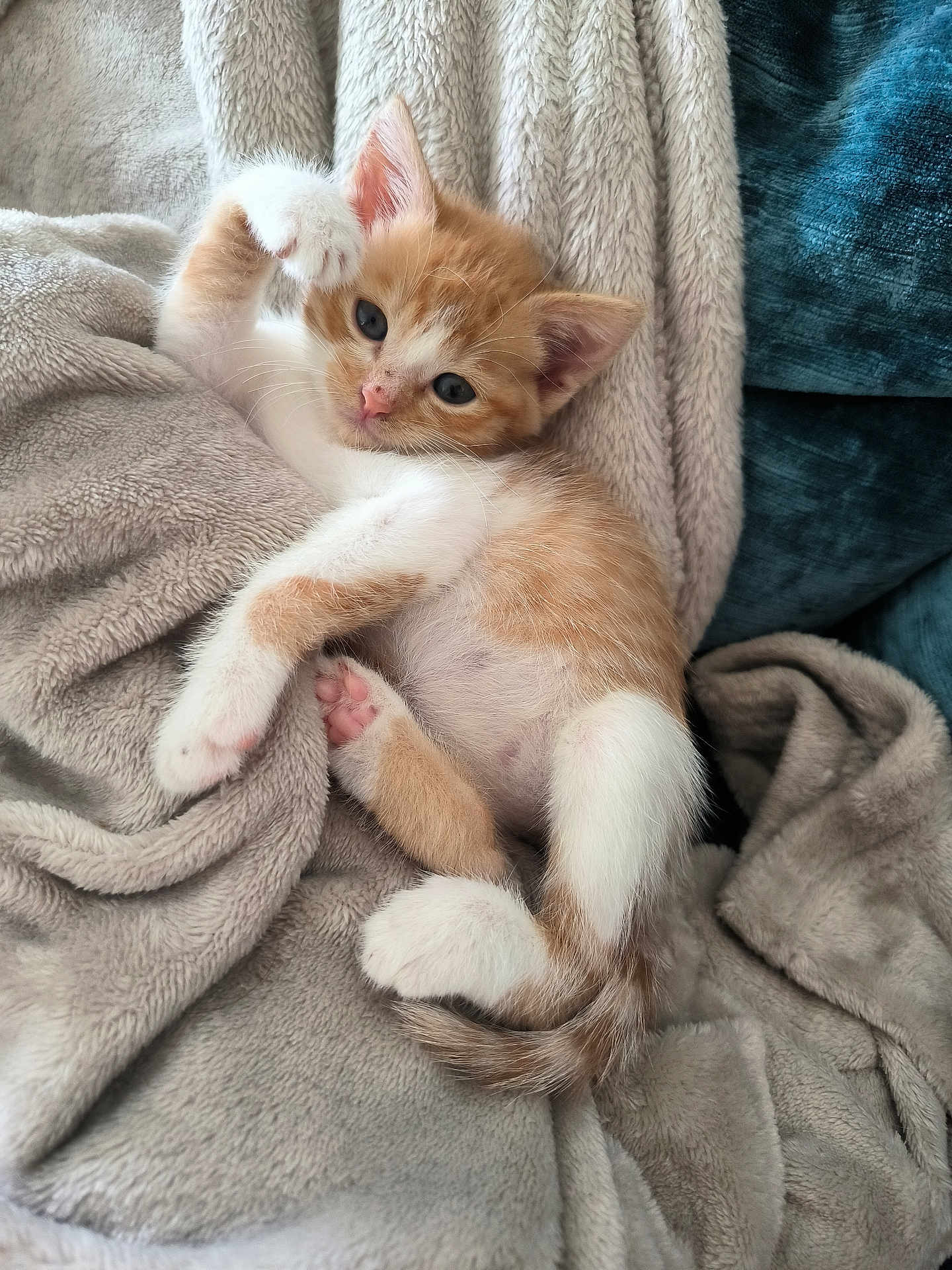 Zébulon participe au concours pour gagner de l'argent avec cette photo : kitten, cat, orange_and_white, fluffy_blanket, cozy, cute, pet, animal, sleepy, paw, fur, whiskers, small, indoor, relaxed, soft_texture, closeup, adorable, young, resting