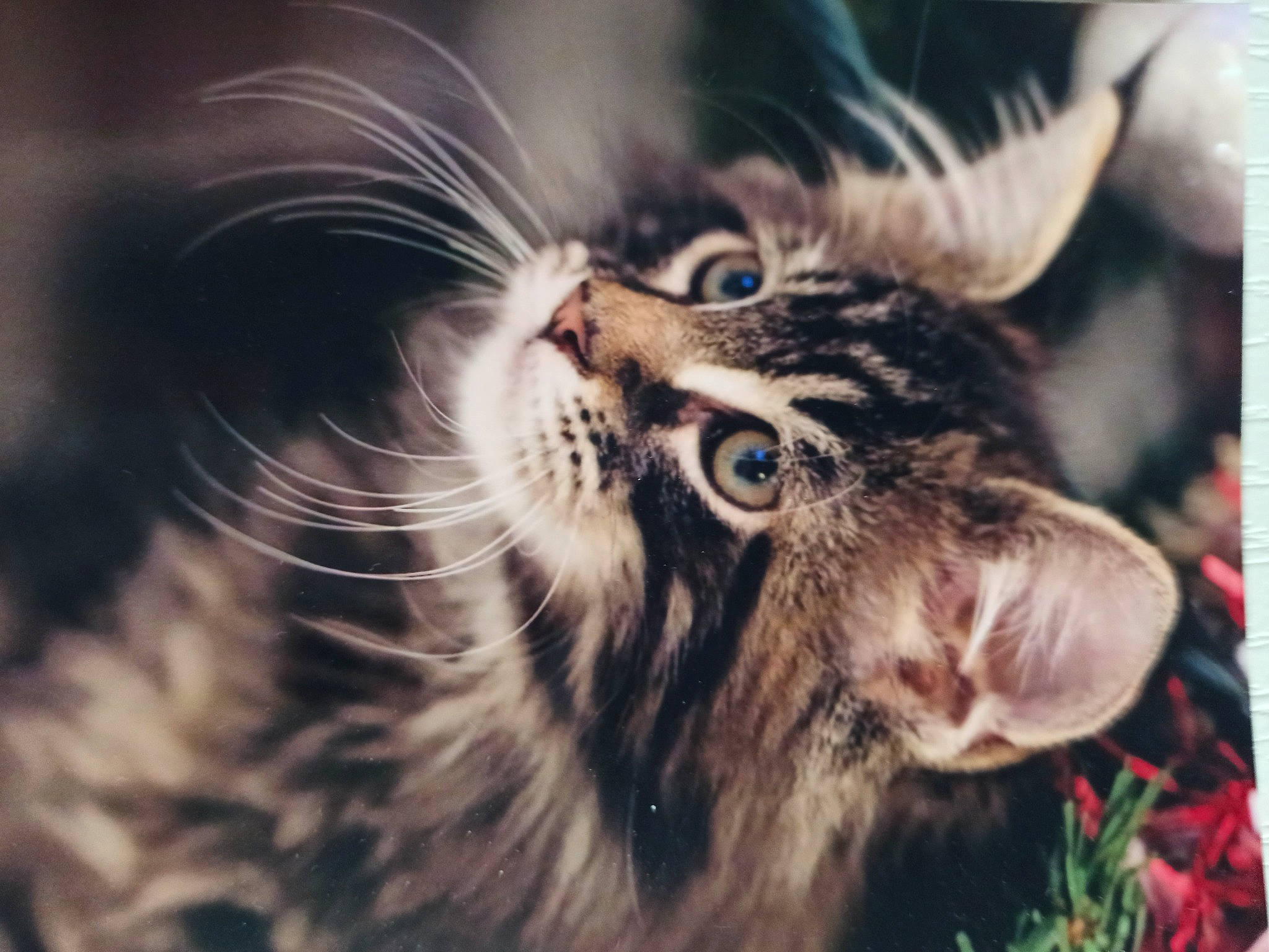 Lol participe au concours pour gagner de l'argent avec cette photo : carnivore, cat, claw, close_up, domestic_short_haired_cat, felidae, fur, grass, human_body, macro_photography, mammal, norwegian_forest_cat, organism, paw, plant, small_to_medium_sized_cats, terrestrial_animal, whiskers, wildlife