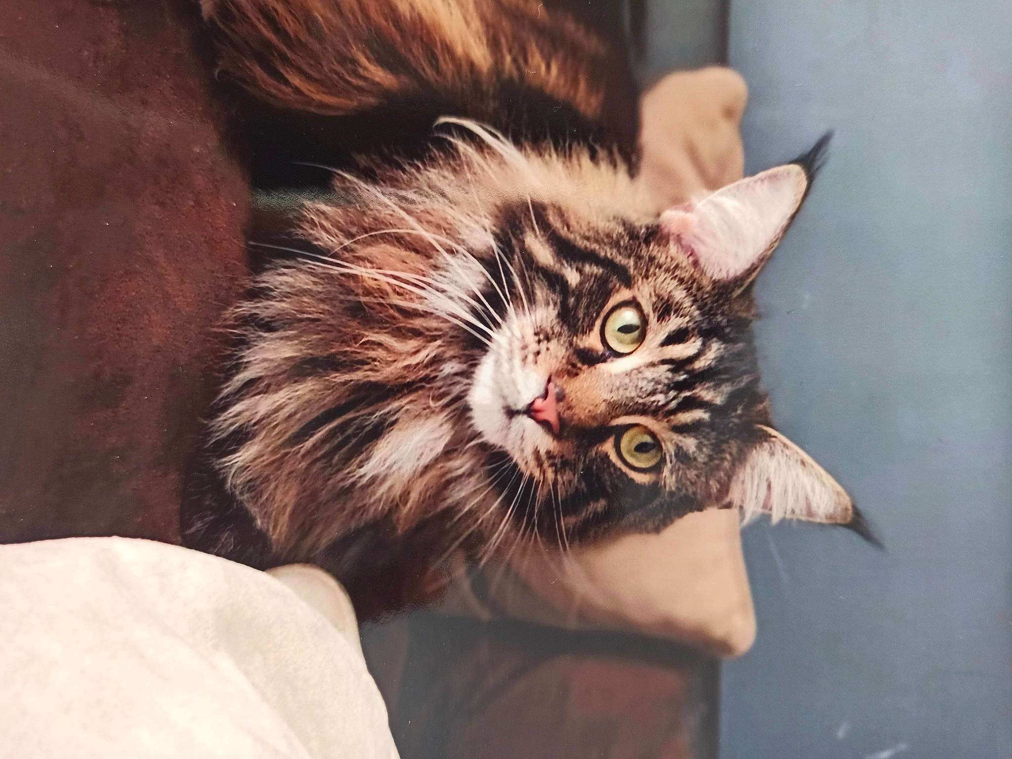 Lol participe au concours pour gagner de l'argent avec cette photo : carnivore, cat, claw, comfort, domestic_short_haired_cat, ear, felidae, fur, maine_coon, norwegian_forest_cat, paw, plant, small_to_medium_sized_cats, snout, terrestrial_animal, whiskers, window