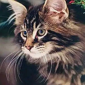 Lol participe au concours pour gagner de l'argent avec cette photo : beauty, carnivore, cat, darkness, domestic_short_haired_cat, felidae, fur, grass, iris, maine_coon, photo_caption, photography, plant, small_to_medium_sized_cats, snout, terrestrial_animal, whiskers, wildlife