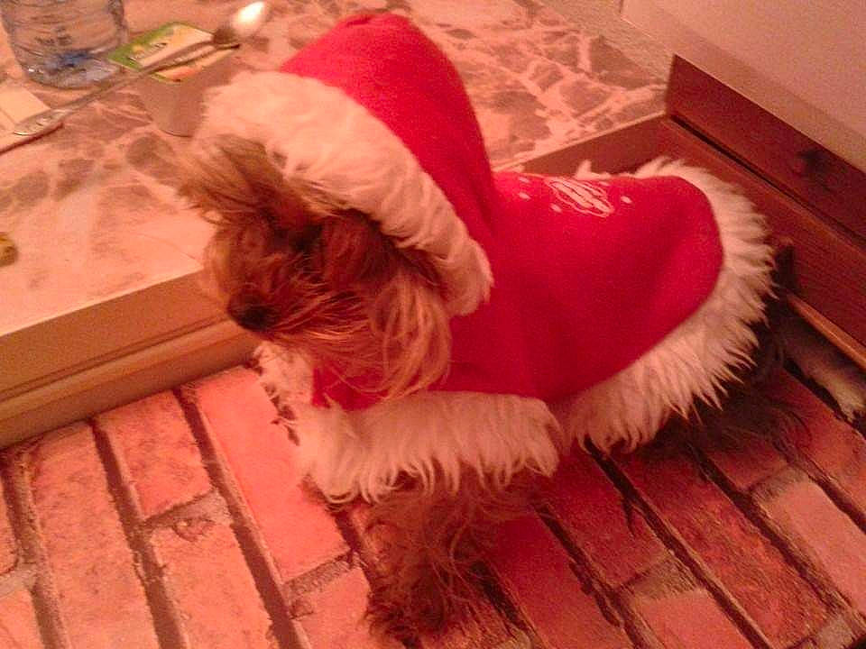 Holly a rejoint le concours — aidez-le/la à gagner de superbes lots ! carnivore, companion_dog, costume_hat, dog, dog_breed, dog_clothes, dog_supply, event, fawn, floor, flooring, fur_clothing, hardwood, hat, pink, red, santa_claus, tail, toy_dog, wood