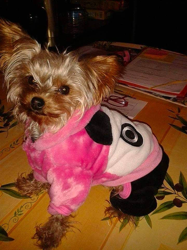 Holly a rejoint le concours — aidez-le/la à gagner de superbes lots ! canidae, carnivore, collar, companion_dog, dog, dog_breed, dog_clothes, dog_supply, fashion_accessory, fawn, fur, liver, pet_supply, pink, small_terrier, snout, sporting_group, terrier, toy_dog, working_animal