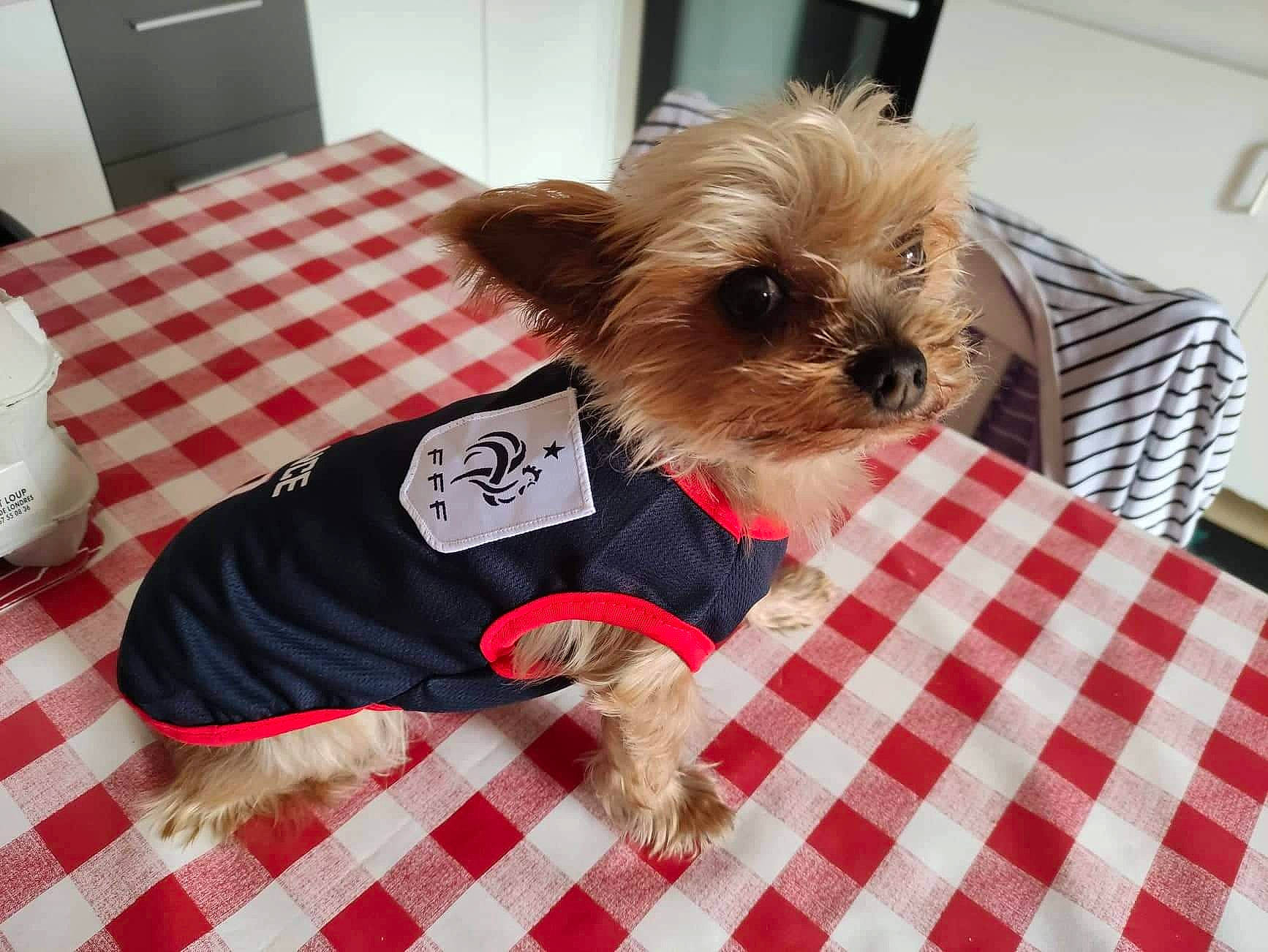 Holly a rejoint le concours — aidez-le/la à gagner de superbes lots ! carnivore, comfort, companion_dog, dog, dog_breed, dog_clothes, dog_supply, fawn, flooring, liver, pattern, pet_supply, plaid, sleeve, small_terrier, snout, tartan, terrier, toy_dog, working_animal