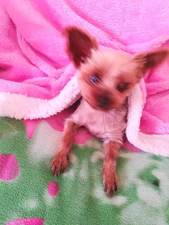 Holly a rejoint le concours — aidez-le/la à gagner de superbes lots ! bicycle, carnivore, chihuahua, companion_dog, dog, dog_breed, dog_supply, fawn, felidae, fur, magenta, pattern, petal, pink, snout, tail, toy, toy_dog, whiskers, working_animal