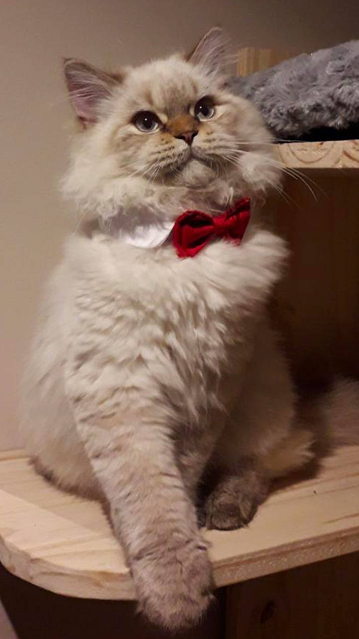 Pudding a rejoint le concours — aidez-le/la à gagner de superbes lots ! asian, asian_semi_longhair, british_longhair, british_semi_longhair, carnivore, cat, domestic_long_haired_cat, fawn, felidae, kitten, mammal, persian, ragamuffin, ragdoll, selkirk_rex, siberian, small_to_medium_sized_cats, snout, vertebrate, whiskers