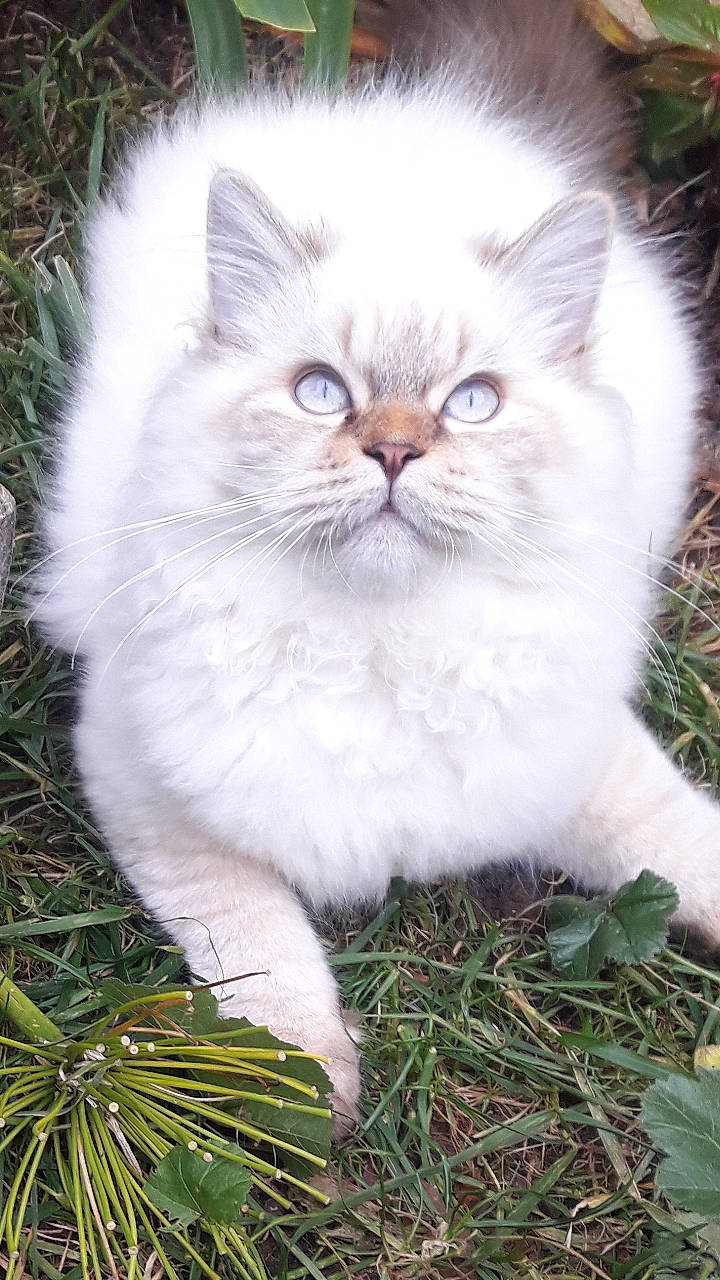 Pudding a rejoint le concours — aidez-le/la à gagner de superbes lots ! asian_semi_longhair, british_longhair, british_semi_longhair, carnivore, cat, cymric, domestic_long_haired_cat, eye, fawn, felidae, grass, mammal, norwegian_forest_cat, persian, plant, ragdoll, siberian, small_to_medium_sized_cats, vertebrate, whiskers
