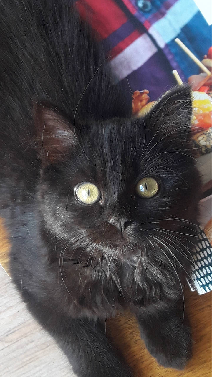 Pumpkin a rejoint le concours — aidez-le/la à gagner de superbes lots ! asian, black_cat, bombay, carnivore, cat, domestic_long_haired_cat, domestic_short_haired_cat, felidae, fur, kitten, mammal, norwegian_forest_cat, persian, small_to_medium_sized_cats, snout, vertebrate, whiskers