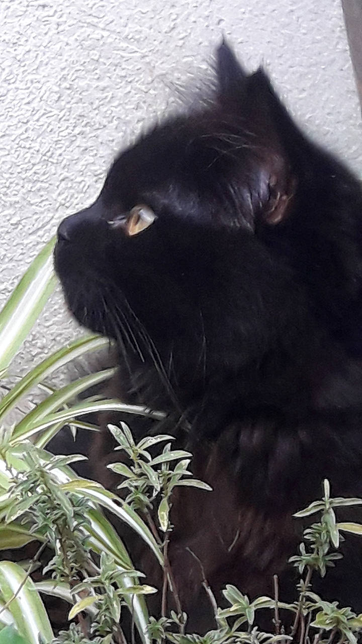 Pumpkin participe au concours pour gagner de l'argent avec cette photo : asian, big_cats, black, black_cat, bombay, carnivore, cat, felidae, grass, mammal, plant, small_to_medium_sized_cats, snout, whiskers