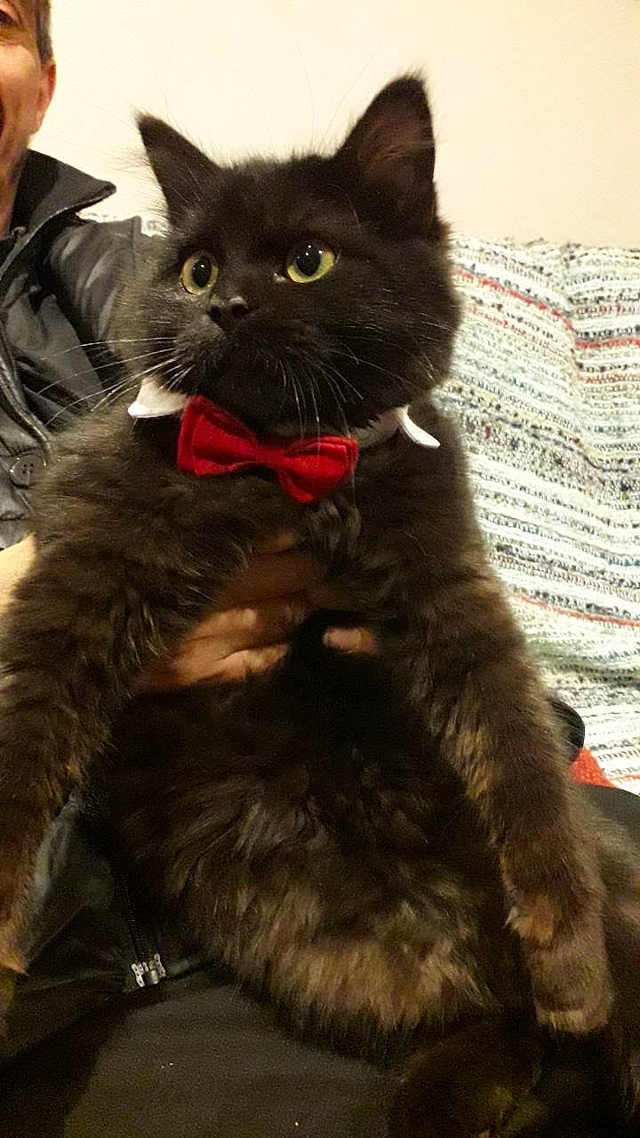 Pumpkin a rejoint le concours — aidez-le/la à gagner de superbes lots ! asian, asian_semi_longhair, black_cat, british_longhair, british_semi_longhair, british_shorthair, carnivore, cat, domestic_long_haired_cat, domestic_short_haired_cat, felidae, kitten, maine_coon, mammal, nebelung, norwegian_forest_cat, persian, small_to_medium_sized_cats, vertebrate, whiskers