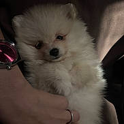 Kon is registered to the contest to win money with this photo: puppy, dog, fluffy, white, cute, pet, hand, watch, ring, furry, portrait, closeup, cuddle, domestic_animal, animal, soft_lighting, cozy, indoor, young, adorable