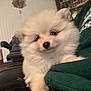 Kon is registered to the contest to win money with this photo: puppy, dog, fluffy, cute, indoor, person, green_sweater, table, bottle, bag, face, pet, furry, closeup, cozy, home, relaxed, sitting, small, adorable