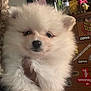 Kon joined the competition — help win amazing prizes! puppy, dog, white_fur, fluffy, indoor, close_up, pet, cute, small_dog, fur, face, animal, water_bottle, sticker, background, toy, hand, soft_lighting, cozy, expression
