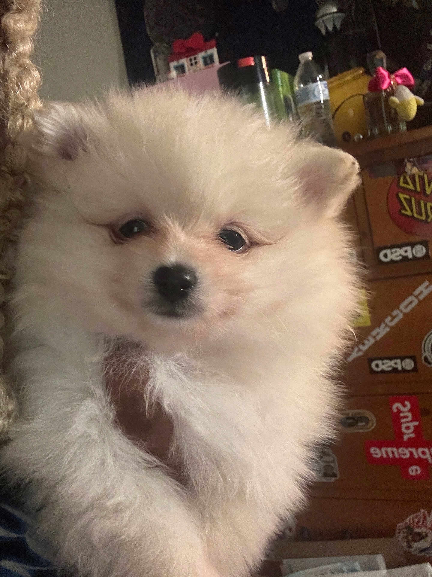 Kon