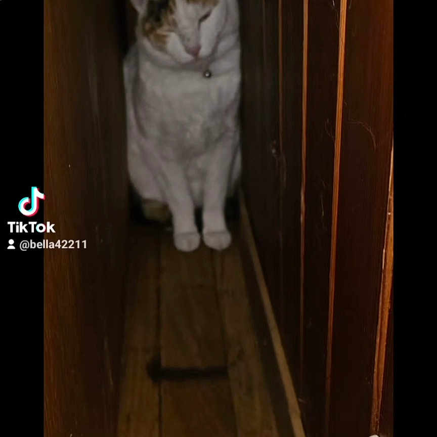 Maya a rejoint le concours — aidez-le/la à gagner de superbes lots ! abyssinian, animal, art, cat, closet, collage, den, elevator, face, hardwood, head, indoors, interiordesign, kitten, manx, person, pet, plywood, text, wood