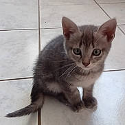 Mila a rejoint le concours — aidez-le/la à gagner de superbes lots ! kitten, cat, gray, tabby, pet, animal, floor, tile, whiskers, ears, tail, cute, young, domestic, feline, sitting, indoor, curious, small, fur