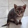kitten, cat, gray, tabby, pet, animal, floor, tile, whiskers, ears, tail, cute, young, domestic, feline, sitting, indoor, curious, small, fur