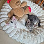 kitten, cat, teddy_bear, stuffed_animal, pet_bed, fluffy, indoor, floor, tile, sleeping, snuggling, cute, animal, feline, soft, resting, cozy, toy, companion, domestic