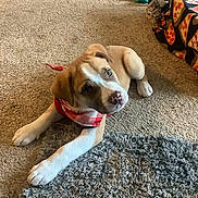 Denver is registered to the contest to win money with this photo: puppy, dog, bandana, carpet, indoor, pet, cute, lying_down, brown, white, fur, floor, blanket, pattern, home, animal, young_dog, looking_up, domestic, cozy