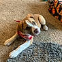 animal, bandana, blanket, brown, carpet, cozy, cute, dog, domestic, floor, fur, home, indoor, looking_up, lying_down, pattern, pet, puppy, white, young_dog