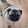 dog, pug, pet, indoor, wooden_floor, animal, small_dog, curled_tail, cute, looking_up, flooring, domestic_animal, companion, canine, house, legs, fur, portrait, friendly, standing